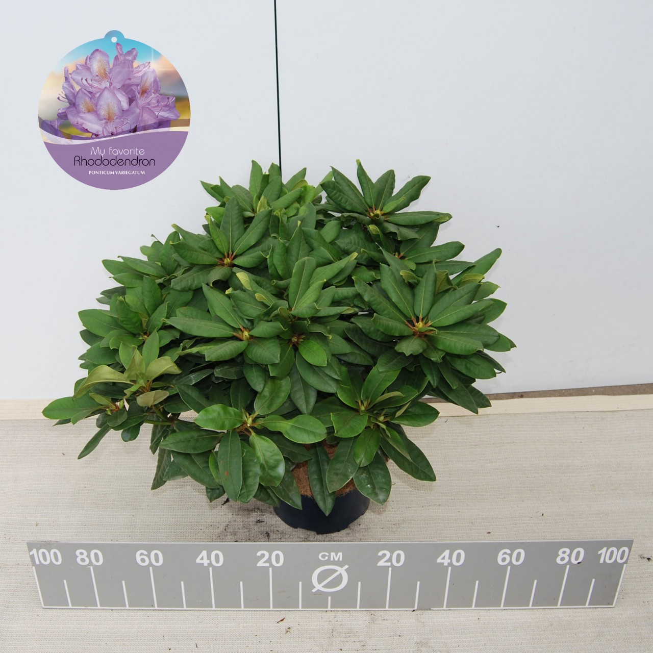 Rasputin Offer Groenrijk Van Damme